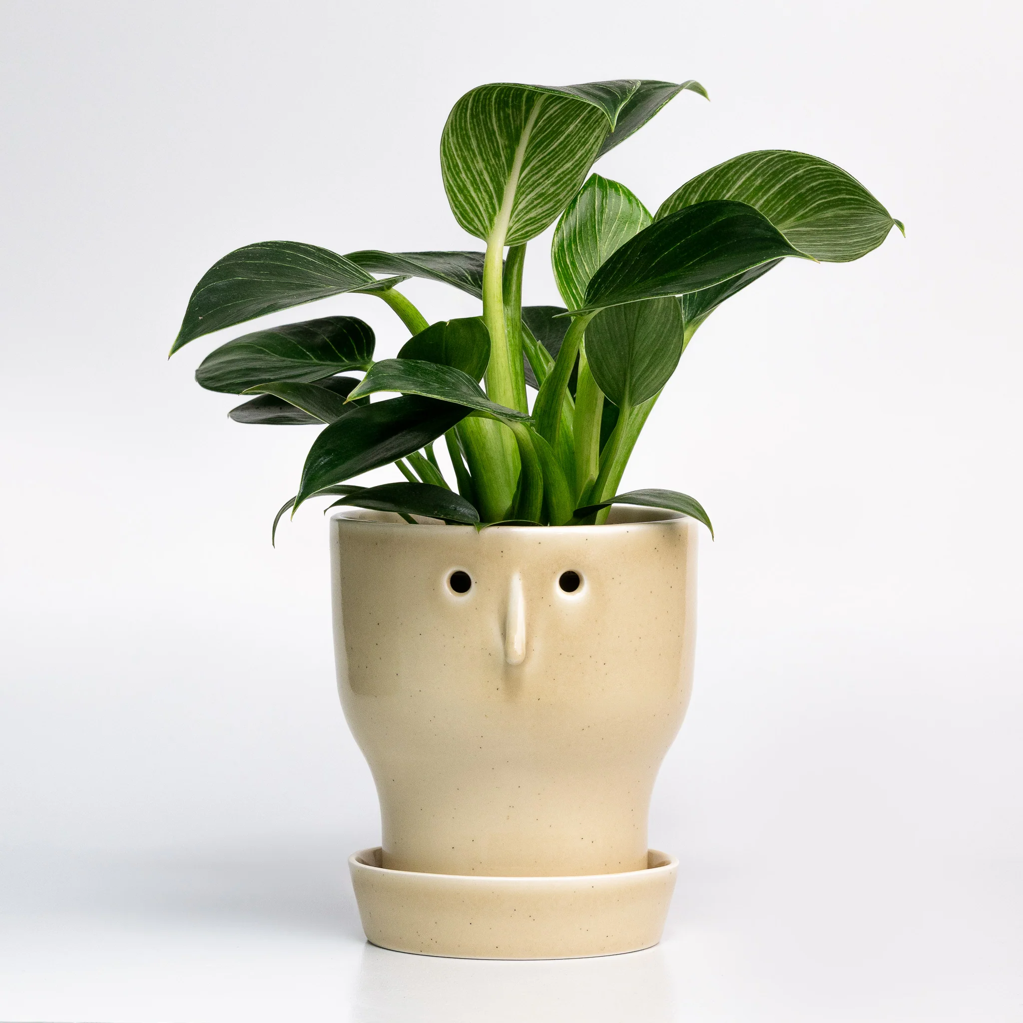 Fnoobie Pot - Image 7