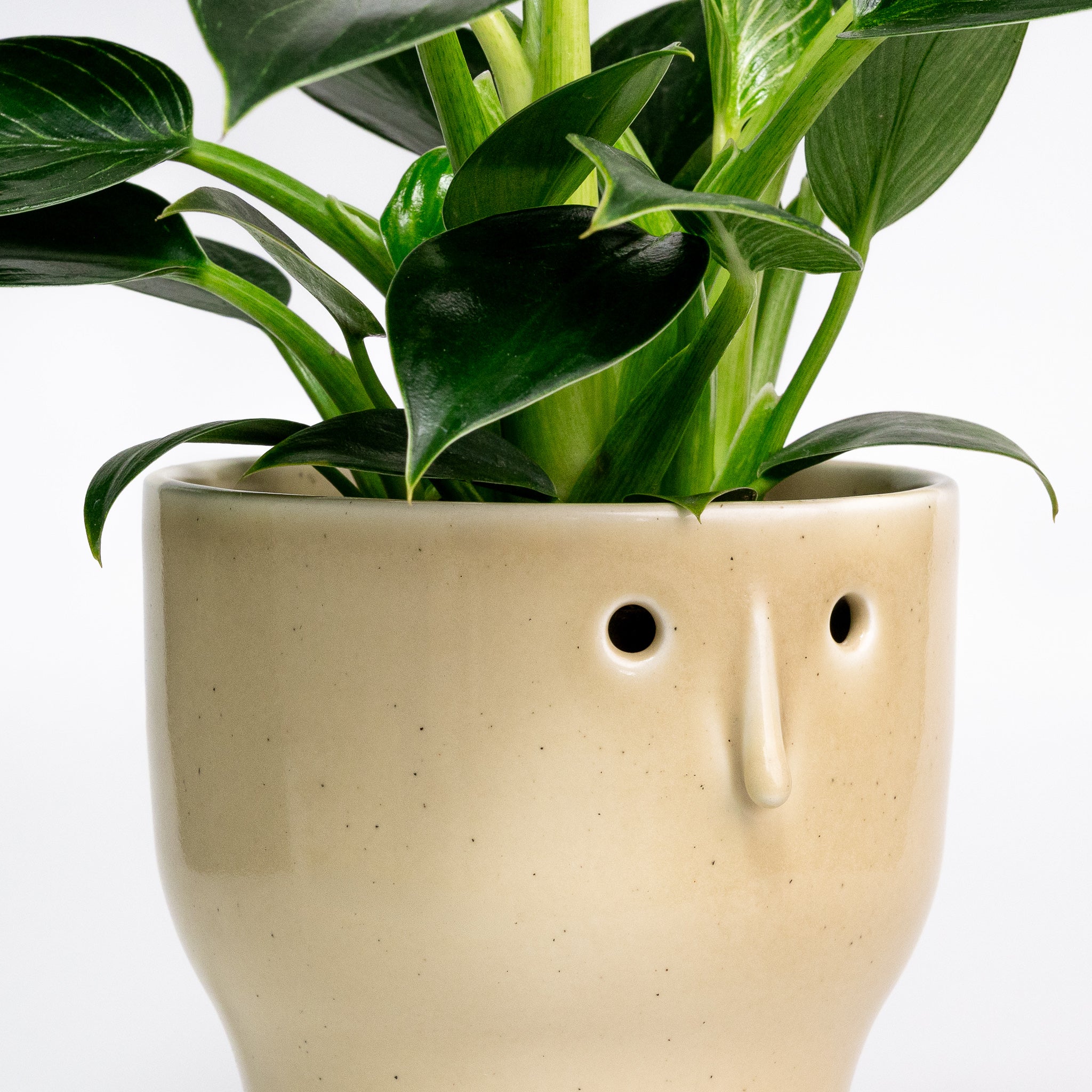 Fnoobie Pot - Image 9