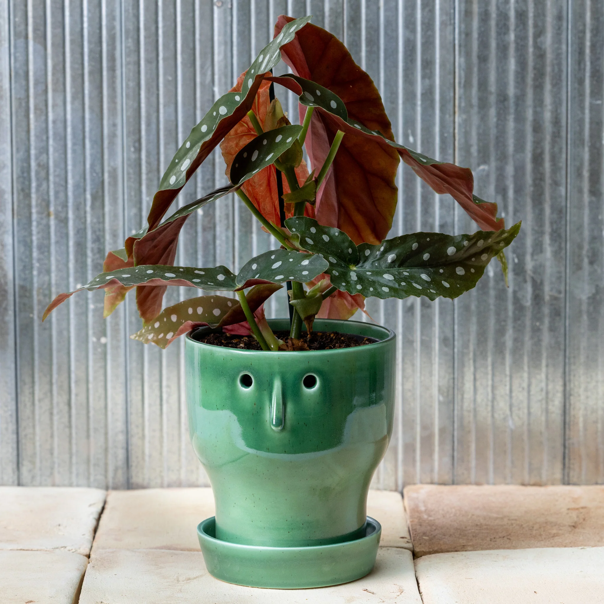 Fnoobie Pot - Image 3